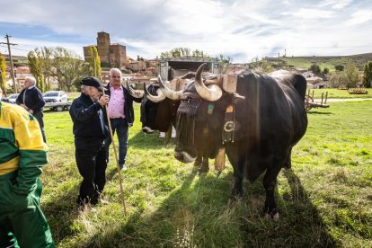 Ganado y actividades tradicionales en una agradable mañana