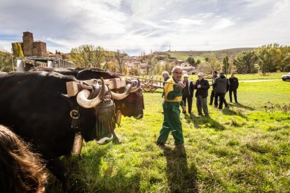 Ganado y actividades tradicionales en una agradable mañana