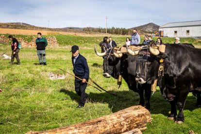 Ganado y actividades tradicionales en una agradable mañana