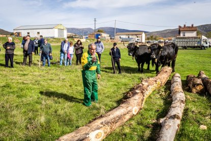 Ganado y actividades tradicionales en una agradable mañana