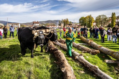 Ganado y actividades tradicionales en una agradable mañana