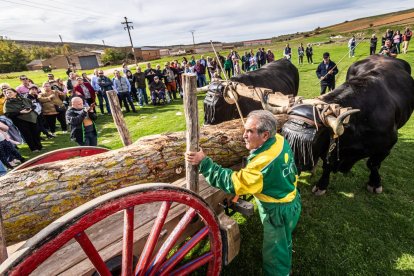 Ganado y actividades tradicionales en una agradable mañana