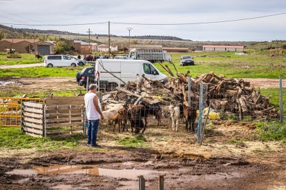 Ganado y actividades tradicionales en una agradable mañana