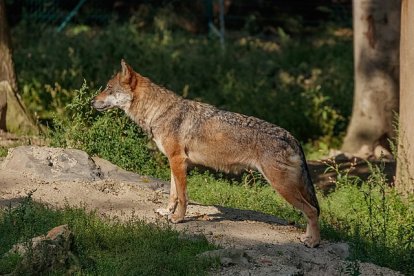 Lobo en el monte.