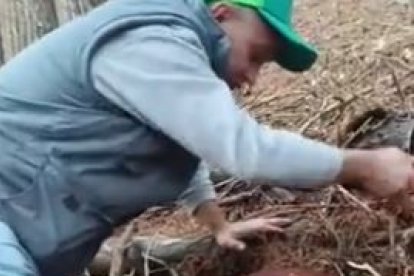 Captura del vídeo de la recogida del hongo.