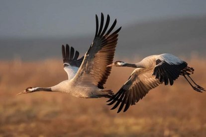 Dos grullas en pleno vuelo en la provincia de Soria.