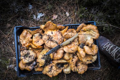 Caja repleta de níscalos cogidos recientemente en un monte de Soria.