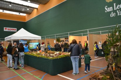 San Leonardo se vuelca con setas, hongos y los valores del bosque en sus XXI Jornadas Micológicas.