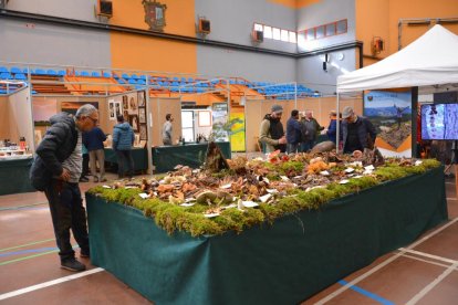 San Leonardo se vuelca con setas, hongos y los valores del bosque en sus XXI Jornadas Micológicas.