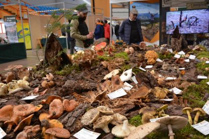 San Leonardo se vuelca con setas, hongos y los valores del bosque en sus XXI Jornadas Micológicas.