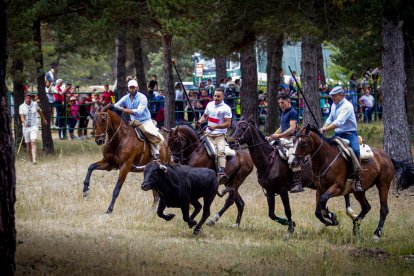 Imagen de un momento de la Saca, con un toro conducido por caballistas.