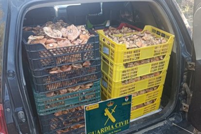 Lote de níscalos incautado por Seprona por recogida ilegal en los montes de Ayllón.