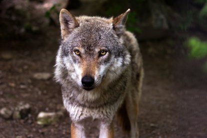Lobo mirando fijamente.