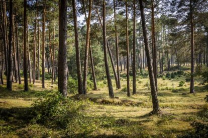 Bosque de pinos.