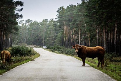 Carretera de Duruelo a Navaleno.