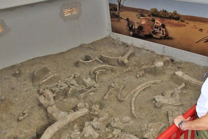 Restos fósiles en Ambrona.