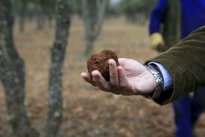 Una persona sostiene un ejemplar de trufa negra de Soria de buen tamaño recién extraído de la tierra.