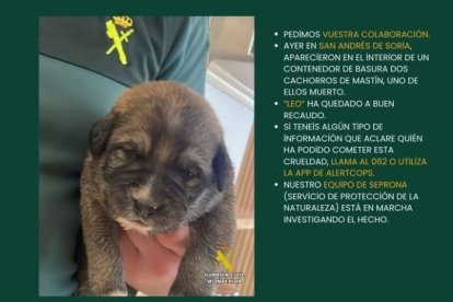 'Leo', el cachorro de mastín que pudo ser rescatado con vida.