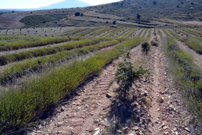 Parcela de lavandín con encina micorrizada en la localidad soriana de San Felices.