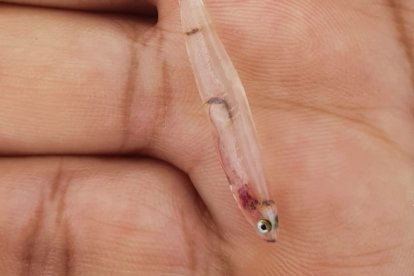 Chanquete como los que se prevé criar en Soria con la vista puesta en la hostelería.