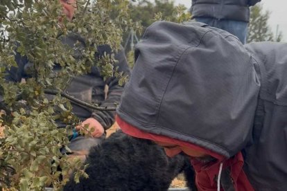 Nace En Soria La Única Escuela De Truficultura De España.