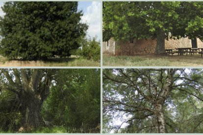 Los cuatro árboles singulares que forman parte de la Ruta del Vino en Soria.
