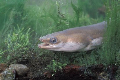 La angula es el alevín de la anguila.