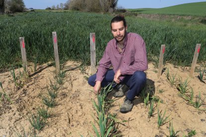 El capataz forestal, Emilio Medina Román, cultiva hortalizas de secano en Villalcazar de Sirga(Palencia) como parte del proyecto de recuperación y conservación de semillas, en la imagen su huerta de La Mielga donde ha cultivado diversas variedades de ajos
