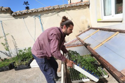 El capataz forestal, Emilio Medina Román, cultiva hortalizas de secano en Villalcazar de Sirga(Palencia) como parte del proyecto de recuperación y conservación de semillas, en la imagen muestra plantones con diversas variedades de Tomates