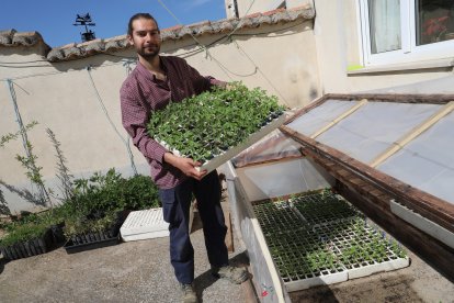 El capataz forestal, Emilio Medina Román, cultiva hortalizas de secano en Villalcazar de Sirga(Palencia) como parte del proyecto de recuperación y conservación de semillas, en la imagen muestra plantones con diversas variedades de Tomates