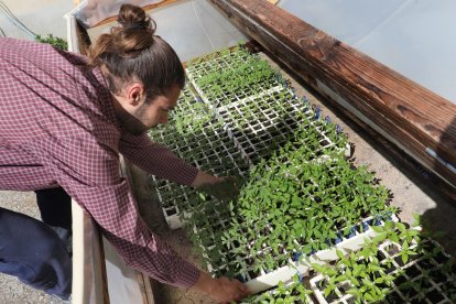El capataz forestal, Emilio Medina Román, cultiva hortalizas de secano en Villalcazar de Sirga(Palencia) como parte del proyecto de recuperación y conservación de semillas, en la imagen muestra plantones con diversas variedades de Tomates