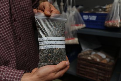 El capataz forestal, Emilio Medina Román, cultiva hortalizas de secano en Villalcazar de Sirga(Palencia) como parte del proyecto de recuperación y conservación de semillas, en la imagen algunas de las semillas recuperadas