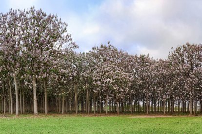 En la finca se colocarán unas 280 paulownias por hectárea en varias fases.