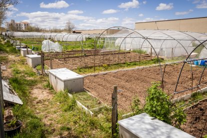 Imagen de los huertos ecológicos municipales ubicados en la zona de La Barriada.