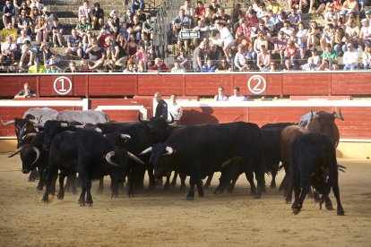 Desencajonamiento en plaza de toros.