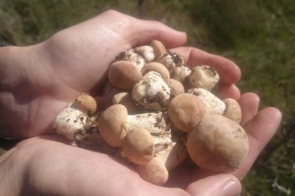 La campaña de setas de primavera está resultando abundante en fructificación.