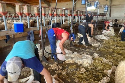 Esquileo de ovejas en la nave de Fernando Ciria.