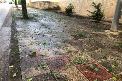 Hojas tiradas por el granizo en El Burgo de Osma.