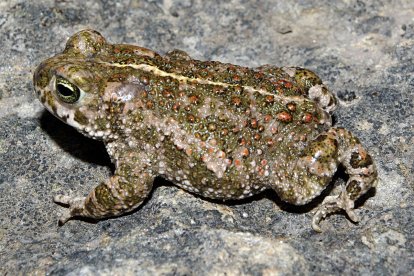 Las copiosas lluvias de los últimos meses son muy positivas para las poblaciones de reptiles y anfibios que habitan en Soria.