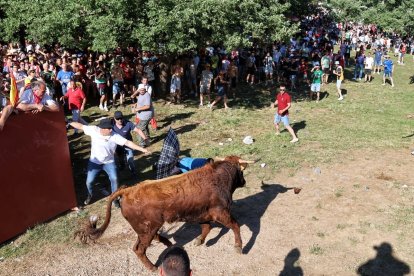Salida de uno de los toros de los corrales en el Lavalenguas.