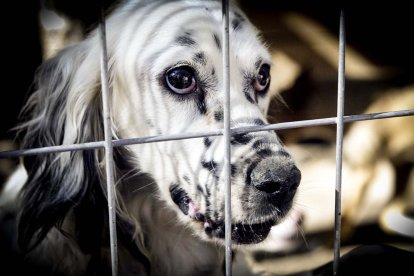 Imagen de archivo de un animal recogido por la protectora Redención, de Soria.