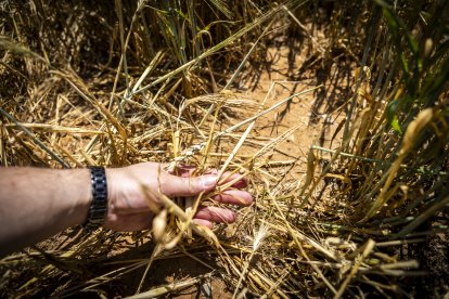 Finca de cereal en la provincia de Soria arrasada por las tormentas de los últimos días.