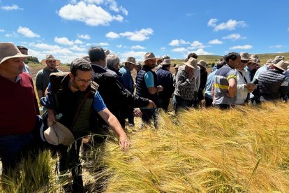 Jornada anterior en los campos de ensayo de Asaja Soria en Almazán.