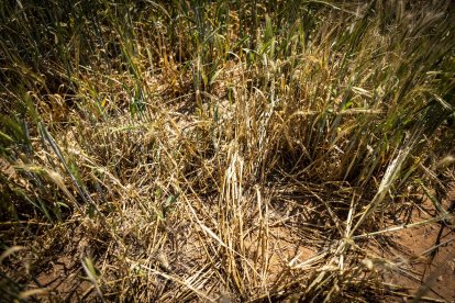 Las tormentas arrasan en dos días 24.000 hectáreas de cultivos, sobre todo herbáceos.