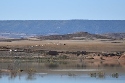 Una bandada de aves sobrevuela el embalse de Monteagudo ante el observatorio preexistente.