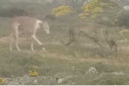 Imagen de los galgos facilitada por la Guardia Civil.