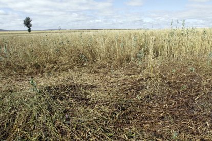 Campo soriano arrasado por el pedrisco.