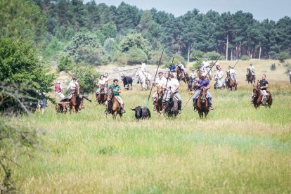Los caballistas arropan a dos novillos durante el festejo del Jueves La Saca.
