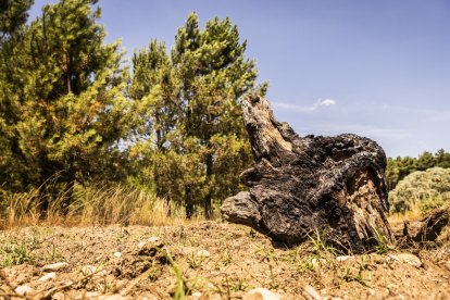 Un tocón junto a una zona repoblada tras el incendio del año 2000.