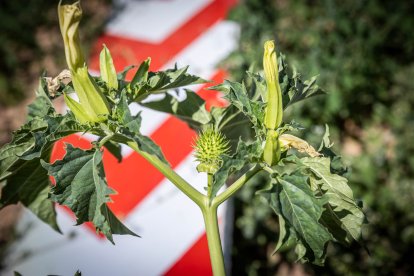 La planta venenosa que se ha adueñado del centro de la capital.